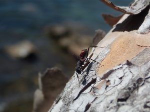Camponotus cruentatus (Formicidae). @Romane Blaya