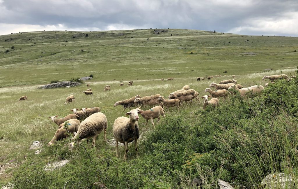 Le Causse Méjean hérite d’une longue tradition liée à l’élevage ovin. Cela a participé à la formation de pelouses sèches à haute valeur patrimoniale. @Clémentine Mutillod