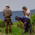 EECAR programme LifeVineAdapt - Relevés botaniques dans un vignoble du Luberon