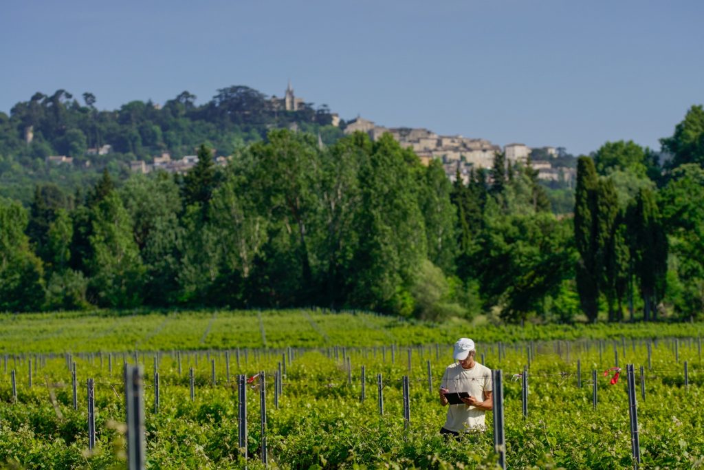 EECAR programme LifeVineAdapt - Relevés botaniques dans un vignoble proche de Bonnieux @Léo Rocher