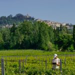 EECAR programme LifeVineAdapt - Relevés botaniques dans un vignoble proche de Bonnieux @Léo Rocher