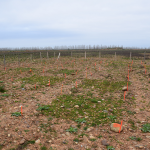 Expérimentation de différents semis suivant un gradient de naturalité (mélange commercial local, transfert de foin, dépotoir de fourmis) sur des anciennes exploitations de carrières et des anciennes cultures de vergers, Carrière de la Ménudelle, Fos-sur-Mer. @Léa Saby