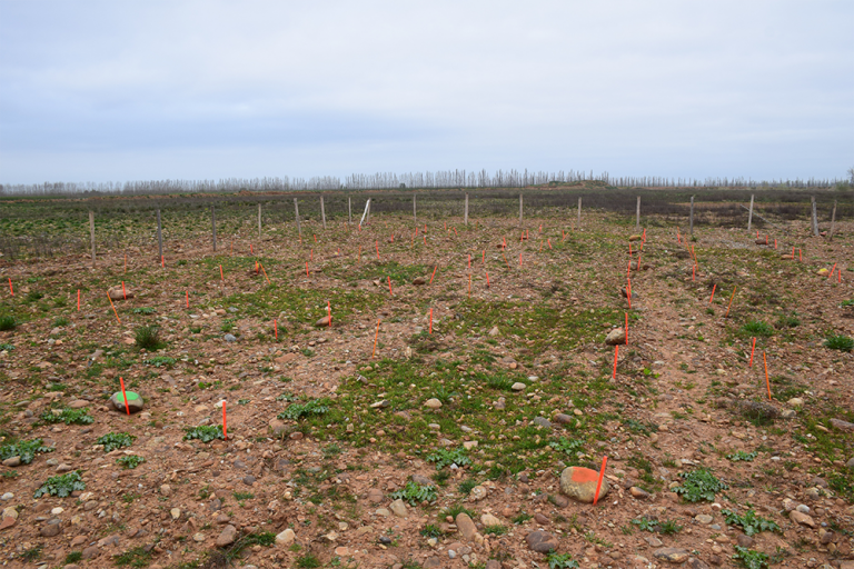 Expérimentation de différents semis suivant un gradient de naturalité (mélange commercial local, transfert de foin, dépotoir de fourmis) sur des anciennes exploitations de carrières et des anciennes cultures de vergers, Carrière de la Ménudelle, Fos-sur-Mer. @Léa Saby