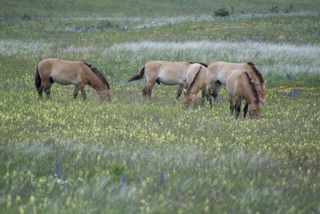 Les chevaux de Przewalski forment des groupes sociaux. Ici, on peut voir un groupe de mâles célibataires qui pâturent. (Causse Méjean, printemps 2023). @Clémentine Mutillod.