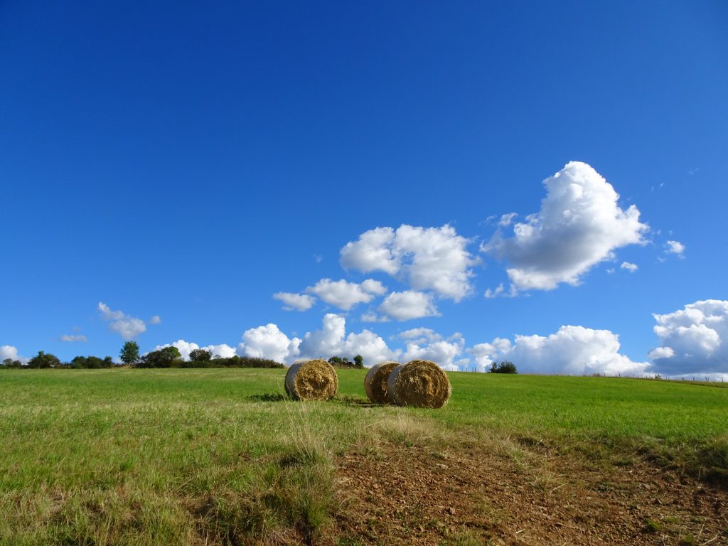 Une prairie de fauche dans le sud-ouest, un bel exemple de nature ordinaire. @Christel Vidaller