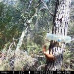 POPCO_projet SCALED_Macrocosme_photo camera trap