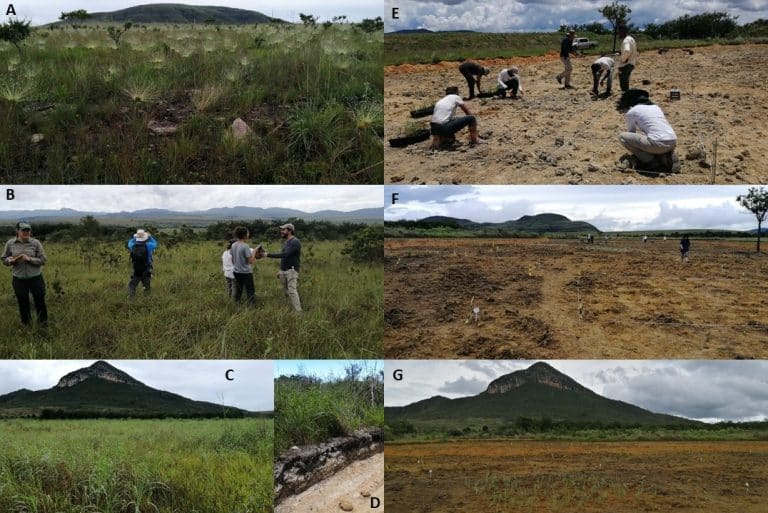 Terrain janv-février 2025 - Chapada dos Veadeiros, Goáis, Brésil. Mise en place de l'expérimentation BEF-Cerrado @Elise Buisson @Soizig Le Stradic