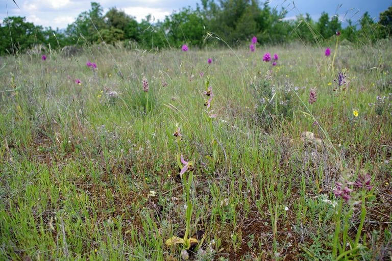 Communauté de pelouses à orchidées, Alleins-Mallemort-Piboulon @Daniel Pavon