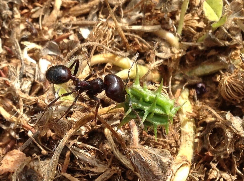 Une fourmi de l'espèce Messor barbarus transporte un fruit de Medicago truncatula @Léa Saby