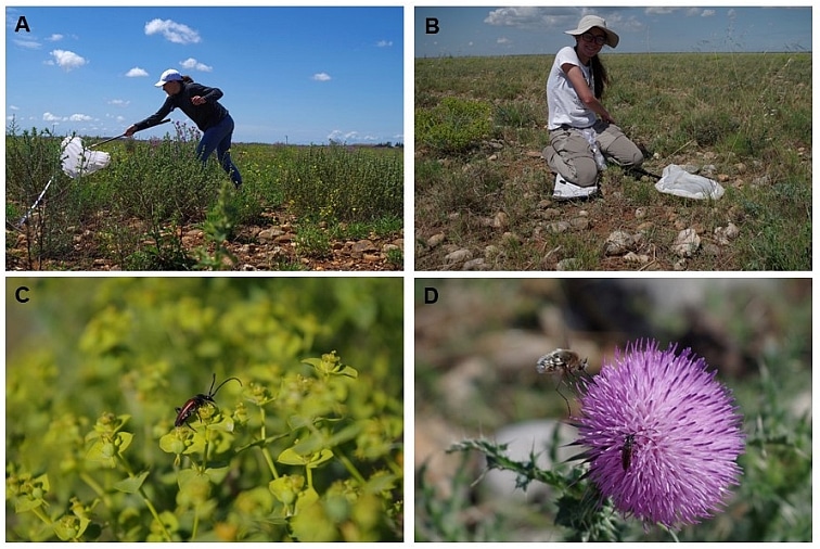Échantillonnage des pollinisateurs en plaine de Crau : A. sur le site réhabilité de Cossure; B. sur le coussouls. C. Stenurella bifasciata sur Euphorbia segueiriana, D. Bombylius sp. sur Carduus nigrescens @Elise Buisson.