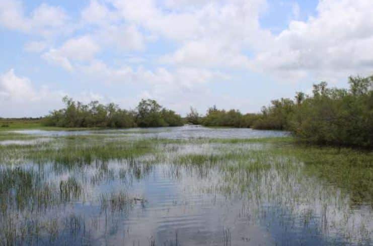 Marais de Camargue @Hugo Fontès