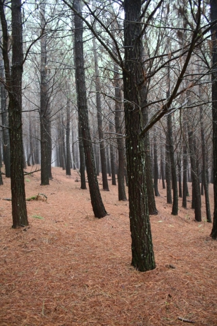 Plantation de Pinus sur des écosystèmes herbacés anciens de "Campos sulinos", Rio Grande do Sul, Brésil. @Elise Buisson