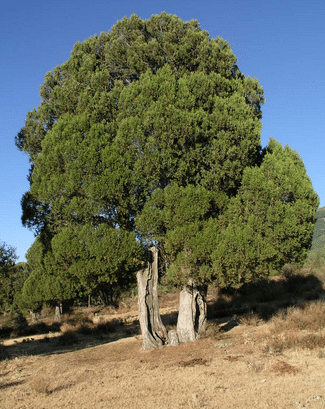 genévrier thurifère