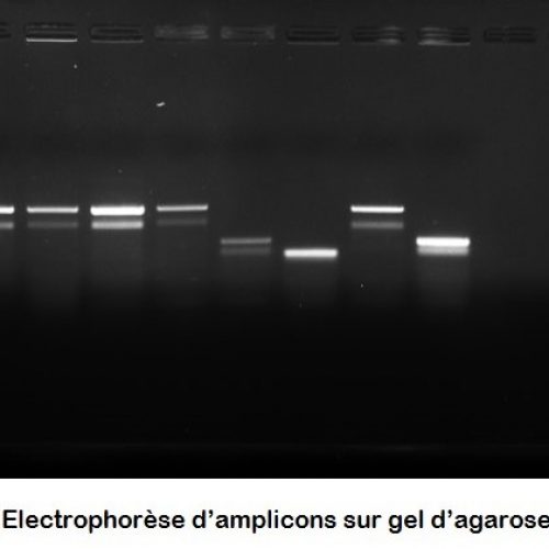 Amplicons
