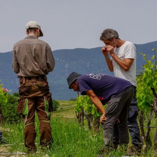 EECAR programme LifeVineAdapt - Relevés botaniques dans un vignoble du Luberon