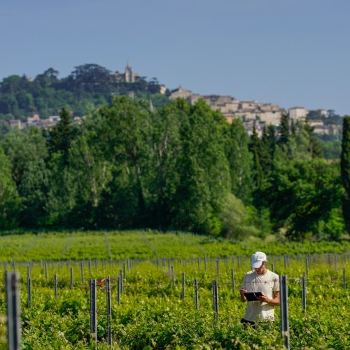 EECAR programme LifeVineAdapt - Relevés botaniques dans un vignoble proche de Bonnieux @Léo Rocher