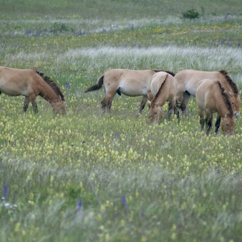 Les chevaux de Przewalski forment des groupes sociaux. Ici, on peut voir un groupe de mâles célibataires qui pâturent. (Causse Méjean, printemps 2023). @Clémentine Mutillod.