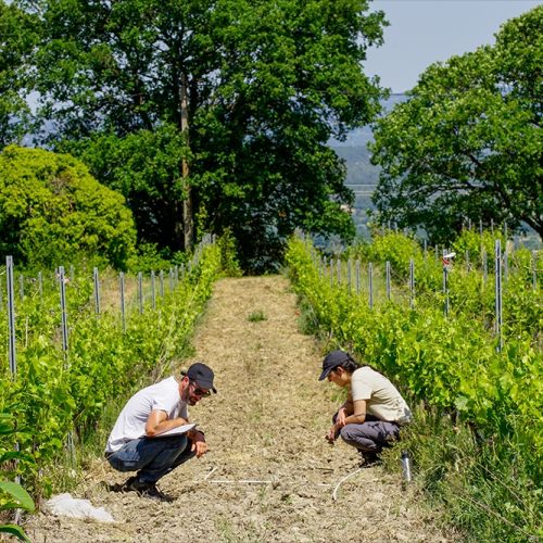 EECAR programme LifeVineAdapt, chasse à vue d'arthropodes dans les inter-rangs de vigne @Léo Rocher
