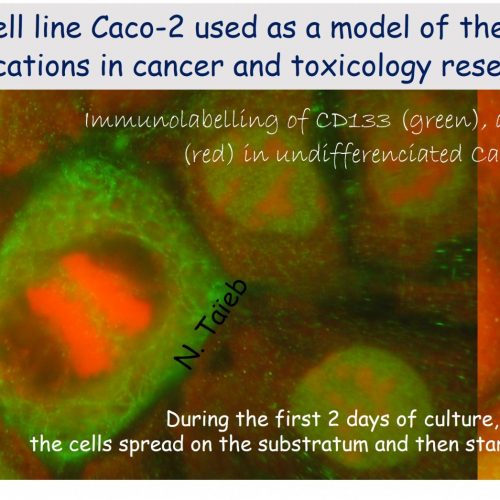 Modèle in vivo_cultures cellulaires humaines
