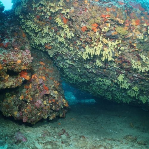 Tombant Avec Aplysina cavernicola