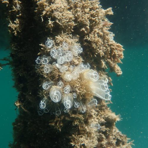 Clavelina lepadiformis by Coline Bedoret