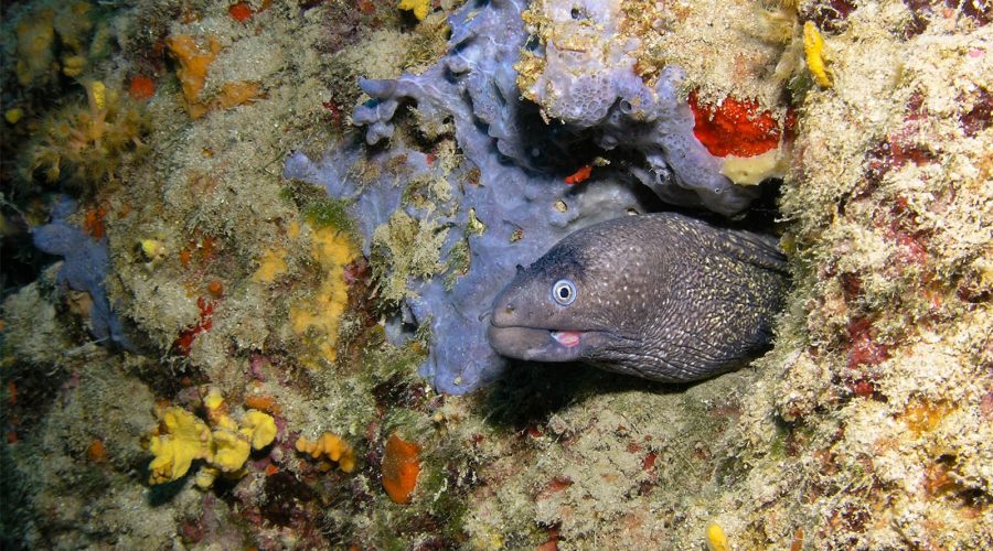 NEMO_TombantSpelwp