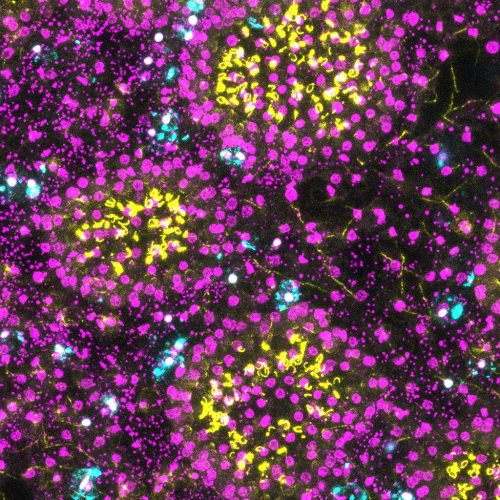 Oscarella_Immuno_1