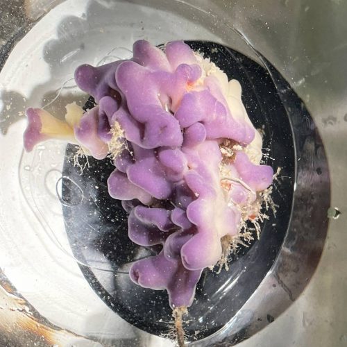 Oscarella_Individu_2