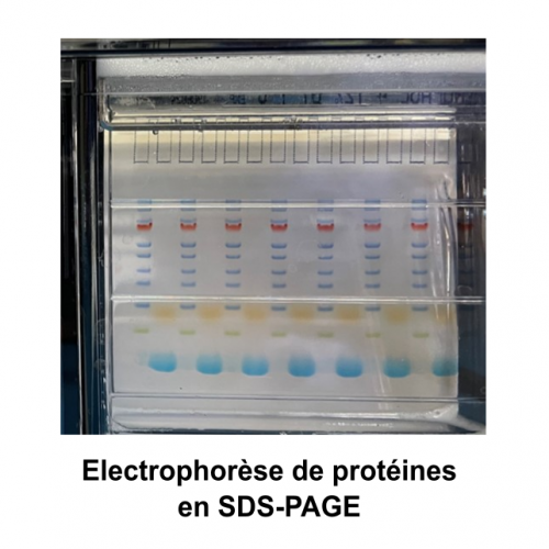 gel SDS PAGE2