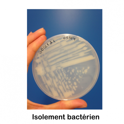 isolement bacterien