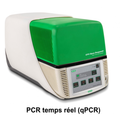 qPCR