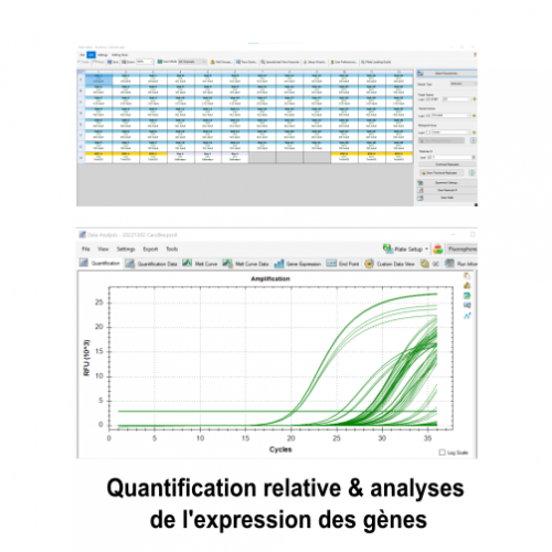 quantif gènes2