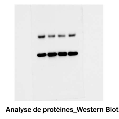 western-blot2